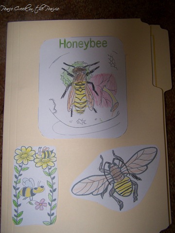 Our Honey Bee Lapbook