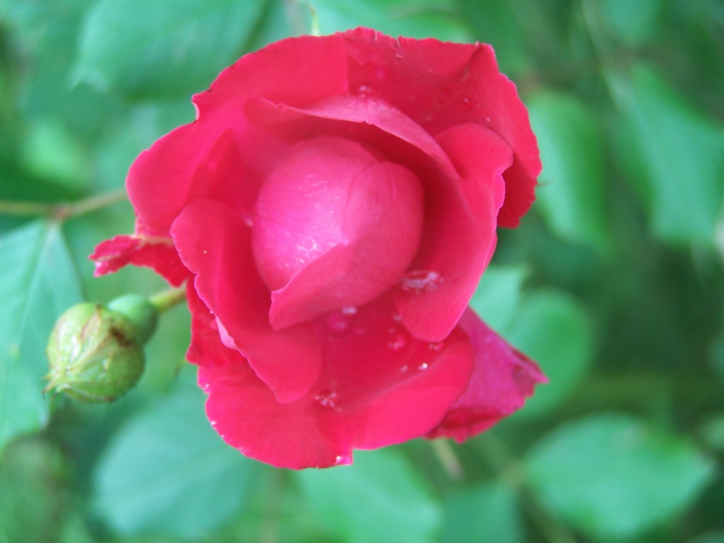 Nature Study Tuesday–May 25 Around the Farm Yard