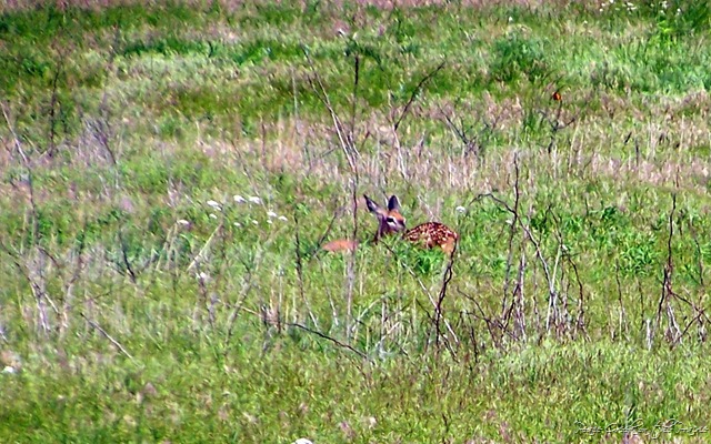 Nature Study Tuesday June 1—Nature Walk at Quivera National Wildlife Refuge