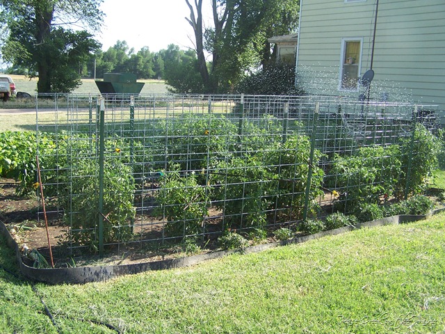 Frugal Heavy Duty Tomato Cages