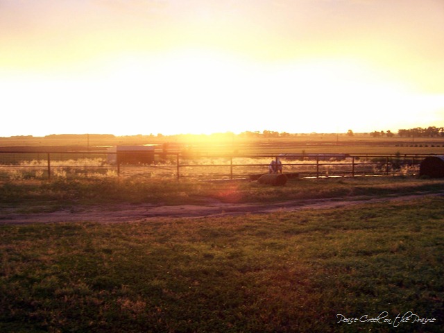 Nature Study Tuesday—June 15, 2010