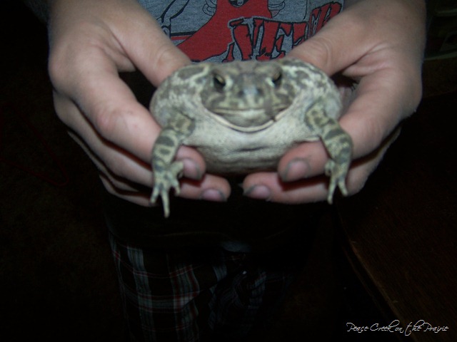 Nature Study Tuesday—July 6-Toads, Birds, and Bugs.