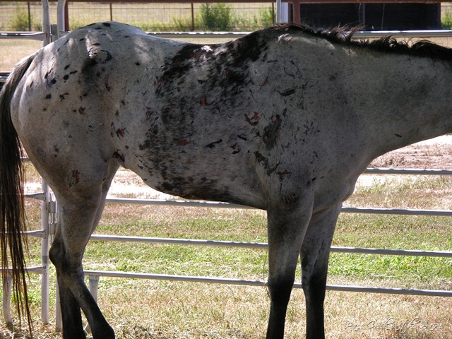 Nature Study Tuesday~August 17~WARNING~The one with graphic horse injury pictures.