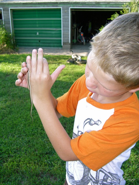 Nature Study Tuesday~August 24~Healing, teeny Tiny Snake.