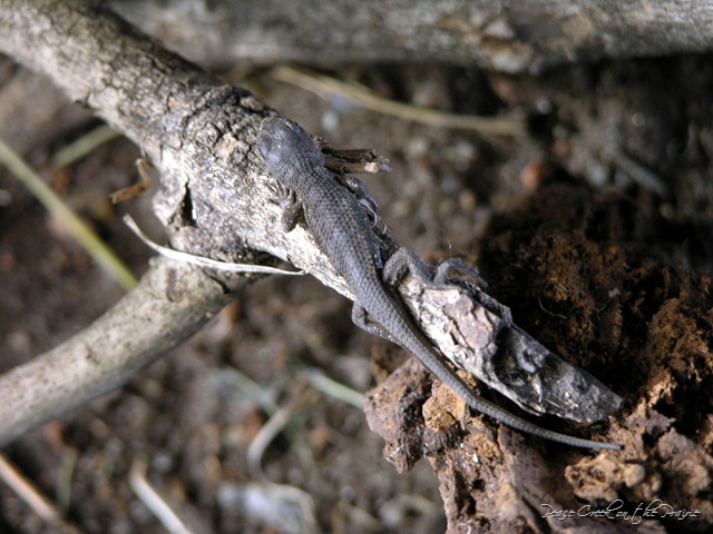 Nature Study Tuesday~ September 21~On or Off the Fence
