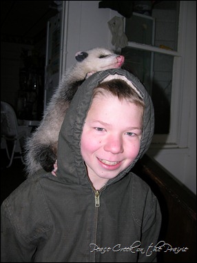 Philip's possum