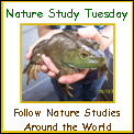 Nature Study button