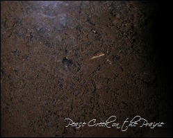 ants