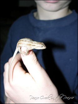 lizard 1
