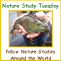 Nature Study button