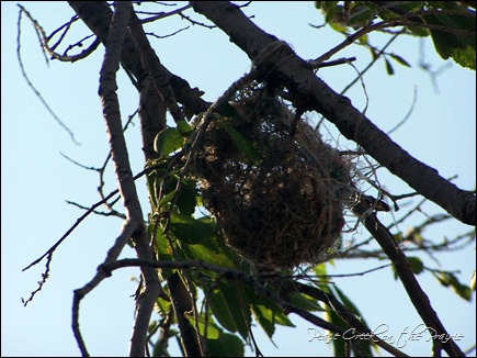 Oriele Nest