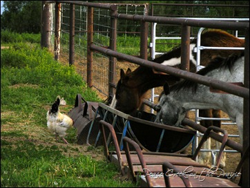 horse and chickens