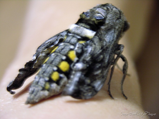 Nature Study Tuesday~Sept. 6~Tomato Horn Worm Moth