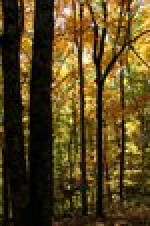 Signs of Autumn for Homeschool Families~Includes a free Autumn Scavenger Hunt