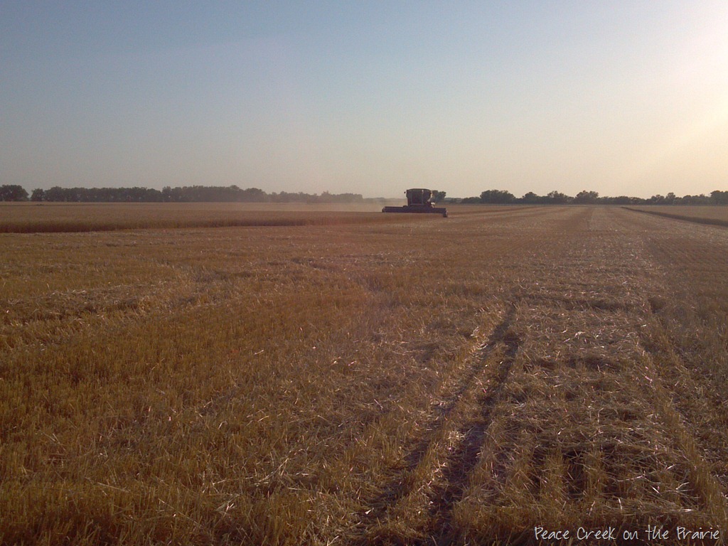 Wheat Harvest 2012, from the inside out…