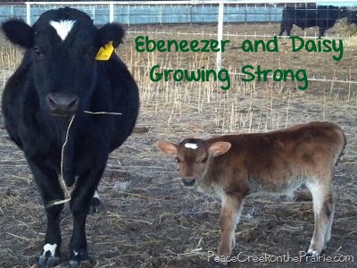 Farm Life Woes.  Happy New Year?
