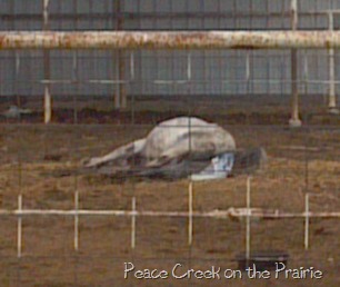 Spring on the Farm Watched Our Mare Foal