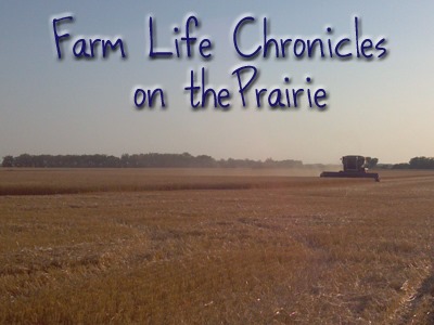 Farm Life Chronicles on the Prairie~Cows, Babies, Bunnies, and More