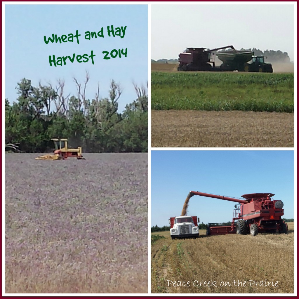Wheat Harvest 2014 Blessings
