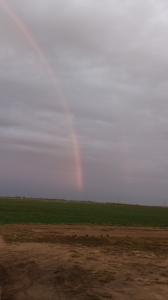 Rainbow giving promise over an alfalfa field in our backyard.