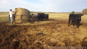 Feeding the cows... should I mention that when the bull looked at me and grunted I ran into the electric fence? 