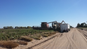 Husband helping our neighbor/cousin harvest milo.  Unloading into the grain cart while the grain cart unloads into the truck. Ready to send off to the elevator. 