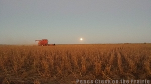 The sun was still above the horizon as I grabbed this shot of his cutting soy beans.  That is the moon coming up... 