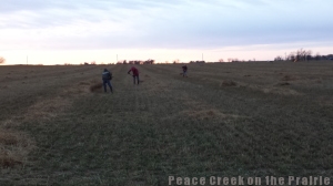 Due to some high winds the windrow that the swather had cut and laid blew all over the field.  This made it impossible for the combine to pick it up and thresh the alfalfa seed.  Our children used pitch forks and picked the hay back up and put it into the windrows, saving us hundreds of dollars in lost seed. 