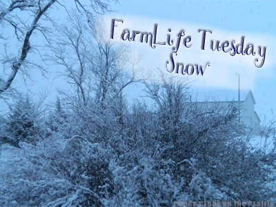 FarmLife Tuesday~Snow