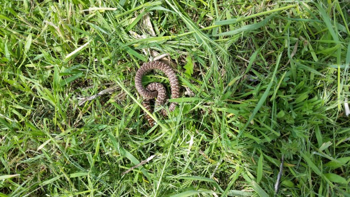 Finding Newly Hatched Snakes