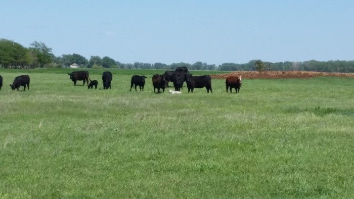 New Baby Calves 