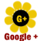 Peace sunflower social G+