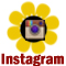 Peace sunflower social Instagram