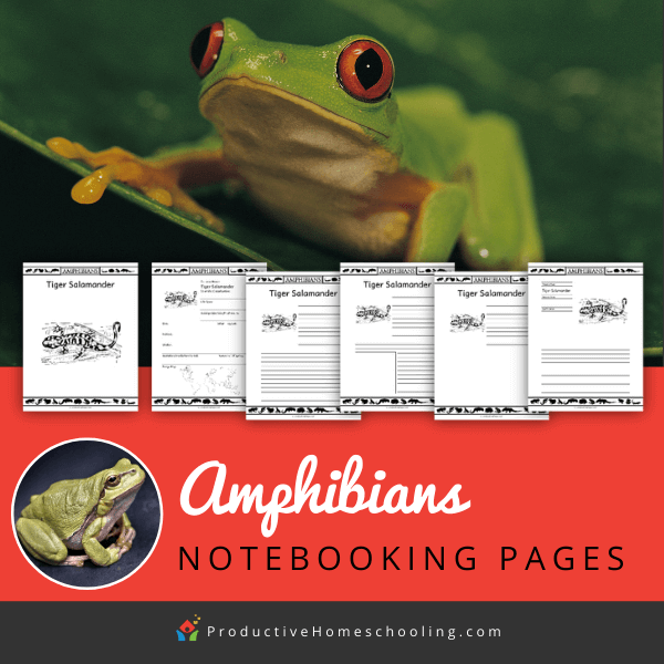 Amphibians Notebooking Pages