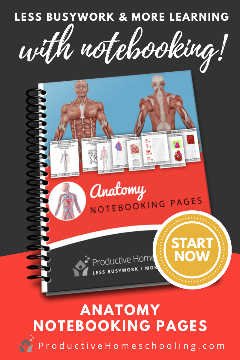 Anatomy Notebooking Pages